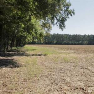 Photo of UNDER CONTRACT!!  31 Acre Timber and Farm Land for Sale in Bertie County NC!
