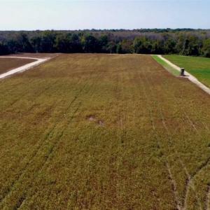 Photo of UNDER CONTRACT!!  31 Acre Timber and Farm Land for Sale in Bertie County NC!