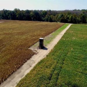 Photo of UNDER CONTRACT!!  31 Acre Timber and Farm Land for Sale in Bertie County NC!