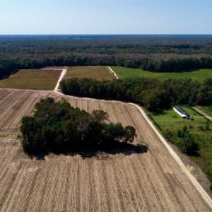 Photo of UNDER CONTRACT!!  31 Acre Timber and Farm Land for Sale in Bertie County NC!