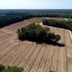 Photo of UNDER CONTRACT!!  31 Acre Timber and Farm Land for Sale in Bertie County NC!