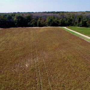 Photo of UNDER CONTRACT!!  31 Acre Timber and Farm Land for Sale in Bertie County NC!