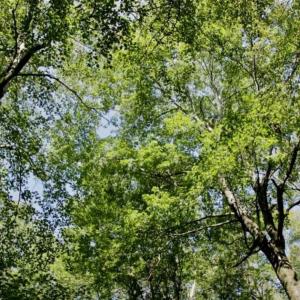 Photo of UNDER CONTRACT!!  31 Acre Timber and Farm Land for Sale in Bertie County NC!