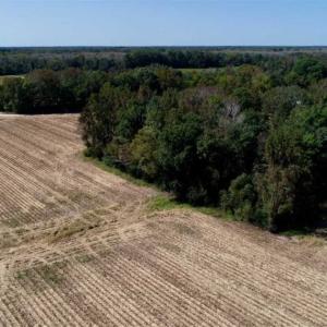 Photo of UNDER CONTRACT!!  31 Acre Timber and Farm Land for Sale in Bertie County NC!