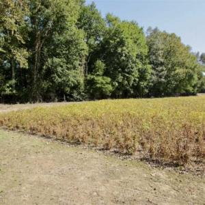 Photo of UNDER CONTRACT!!  31 Acre Timber and Farm Land for Sale in Bertie County NC!