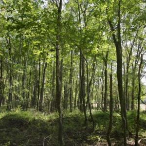 Photo of UNDER CONTRACT!!  31 Acre Timber and Farm Land for Sale in Bertie County NC!
