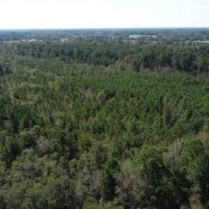 Photo of 20.23 Acres of Hunting and Residential Land For Sale in Robeson County NC!
