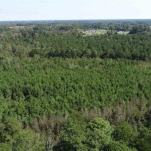 Photo of 20.23 Acres of Hunting and Residential Land For Sale in Robeson County NC!