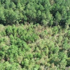 Photo of 20.23 Acres of Hunting and Residential Land For Sale in Robeson County NC!