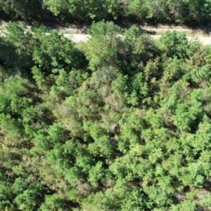 Photo of 20.23 Acres of Hunting and Residential Land For Sale in Robeson County NC!