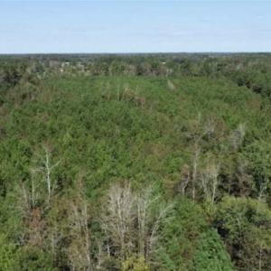 Photo of 20.23 Acres of Hunting and Residential Land For Sale in Robeson County NC!