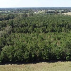 Photo of 20.23 Acres of Hunting and Residential Land For Sale in Robeson County NC!