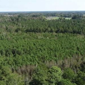 Photo of 20.23 Acres of Hunting and Residential Land For Sale in Robeson County NC!