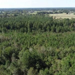 Photo of 20.23 Acres of Hunting and Residential Land For Sale in Robeson County NC!