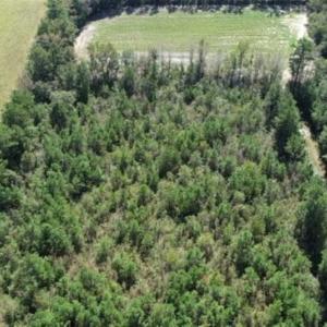 Photo of 20.23 Acres of Hunting and Residential Land For Sale in Robeson County NC!