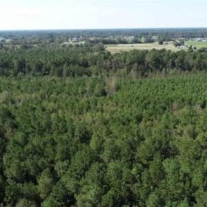 Photo of 20.23 Acres of Hunting and Residential Land For Sale in Robeson County NC!