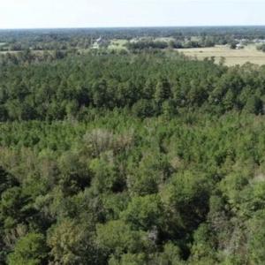 Photo of 20.23 Acres of Hunting and Residential Land For Sale in Robeson County NC!