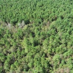 Photo of 20.23 Acres of Hunting and Residential Land For Sale in Robeson County NC!