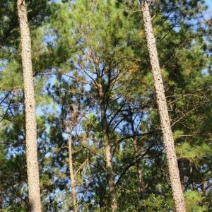Photo of 744.83 Acres of Hunting and Timber Land For Sale in Bladen County NC!