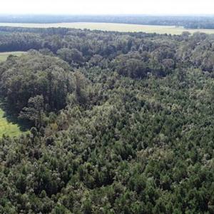Photo of SOLD!!  32 Acres of Residential and Hunting Land For Sale in Chesapeake City VA!