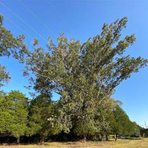 Photo of SOLD!!  32 Acres of Residential and Hunting Land For Sale in Chesapeake City VA!