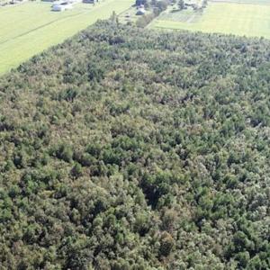 Photo of SOLD!!  32 Acres of Residential and Hunting Land For Sale in Chesapeake City VA!