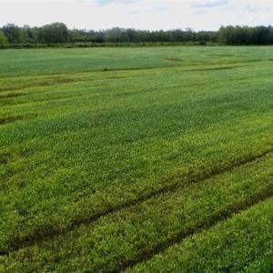 Photo of 80 Acres of Farm and Hunting Land for Sale in Gates County NC!
