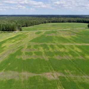 Photo of 80 Acres of Farm and Hunting Land for Sale in Gates County NC!