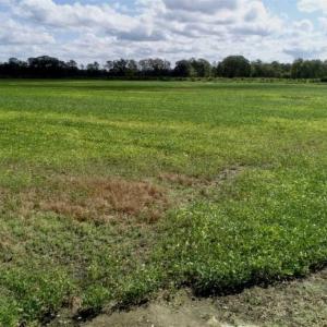 Photo of 80 Acres of Farm and Hunting Land for Sale in Gates County NC!