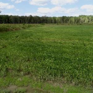 Photo of 80 Acres of Farm and Hunting Land for Sale in Gates County NC!