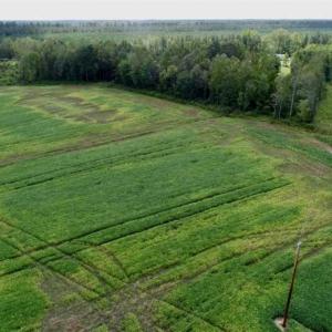Photo of 80 Acres of Farm and Hunting Land for Sale in Gates County NC!