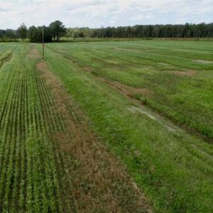 Photo of 80 Acres of Farm and Hunting Land for Sale in Gates County NC!