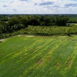 Photo of 80 Acres of Farm and Hunting Land for Sale in Gates County NC!