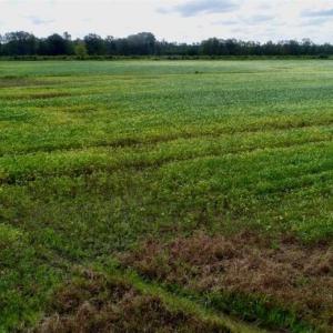 Photo of 80 Acres of Farm and Hunting Land for Sale in Gates County NC!
