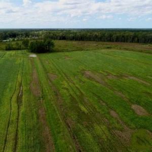 Photo of 80 Acres of Farm and Hunting Land for Sale in Gates County NC!