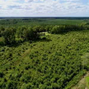 Photo of 80 Acres of Farm and Hunting Land for Sale in Gates County NC!