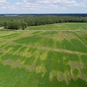 Photo of 80 Acres of Farm and Hunting Land for Sale in Gates County NC!