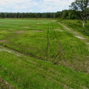 Photo of 80 Acres of Farm and Hunting Land for Sale in Gates County NC!