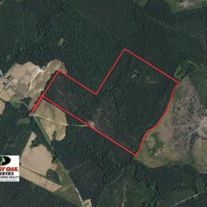 Photo of 144 Acres of Timber Land For Sale in Halifax County NC!