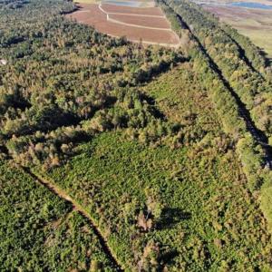 Photo of UNDER CONTRACT!!  46.79 Acres of Hunting Land for Sale in Brunswick County VA!