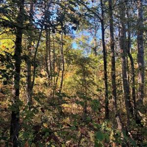 Photo of UNDER CONTRACT!!  46.79 Acres of Hunting Land for Sale in Brunswick County VA!