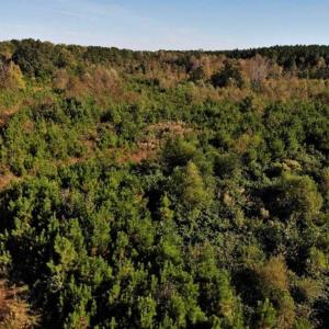 Photo of UNDER CONTRACT!!  46.79 Acres of Hunting Land for Sale in Brunswick County VA!