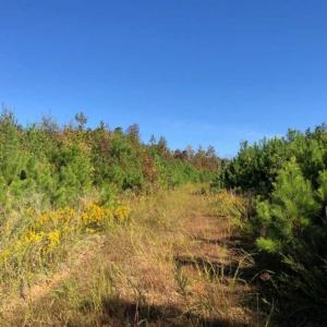 Photo of UNDER CONTRACT!!  46.79 Acres of Hunting Land for Sale in Brunswick County VA!