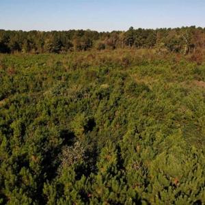 Photo of UNDER CONTRACT!!  46.79 Acres of Hunting Land for Sale in Brunswick County VA!