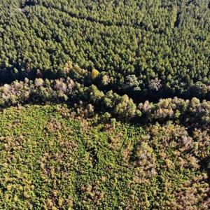 Photo of UNDER CONTRACT!!  46.79 Acres of Hunting Land for Sale in Brunswick County VA!