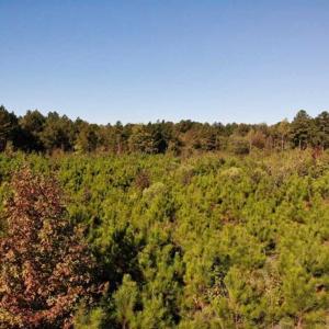 Photo of UNDER CONTRACT!!  46.79 Acres of Hunting Land for Sale in Brunswick County VA!