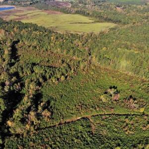 Photo of UNDER CONTRACT!!  46.79 Acres of Hunting Land for Sale in Brunswick County VA!