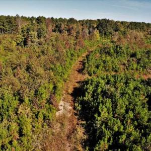 Photo of UNDER CONTRACT!!  46.79 Acres of Hunting Land for Sale in Brunswick County VA!