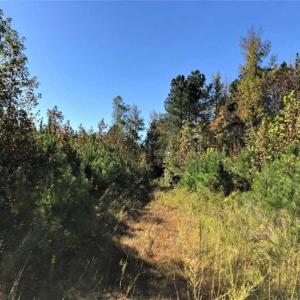 Photo of UNDER CONTRACT!!  46.79 Acres of Hunting Land for Sale in Brunswick County VA!
