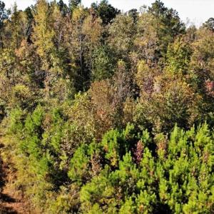 Photo of UNDER CONTRACT!!  46.79 Acres of Hunting Land for Sale in Brunswick County VA!